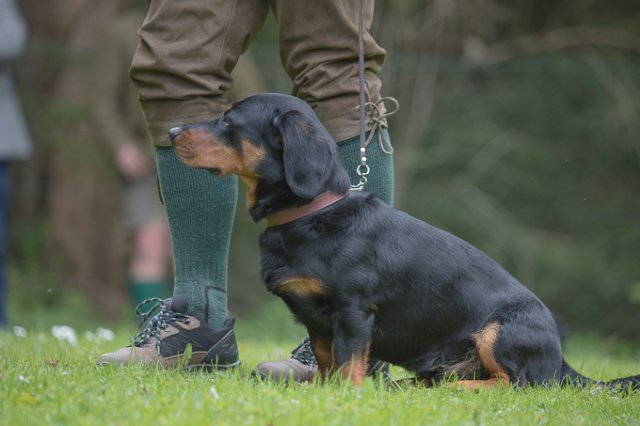 Hundepräsentation 2019